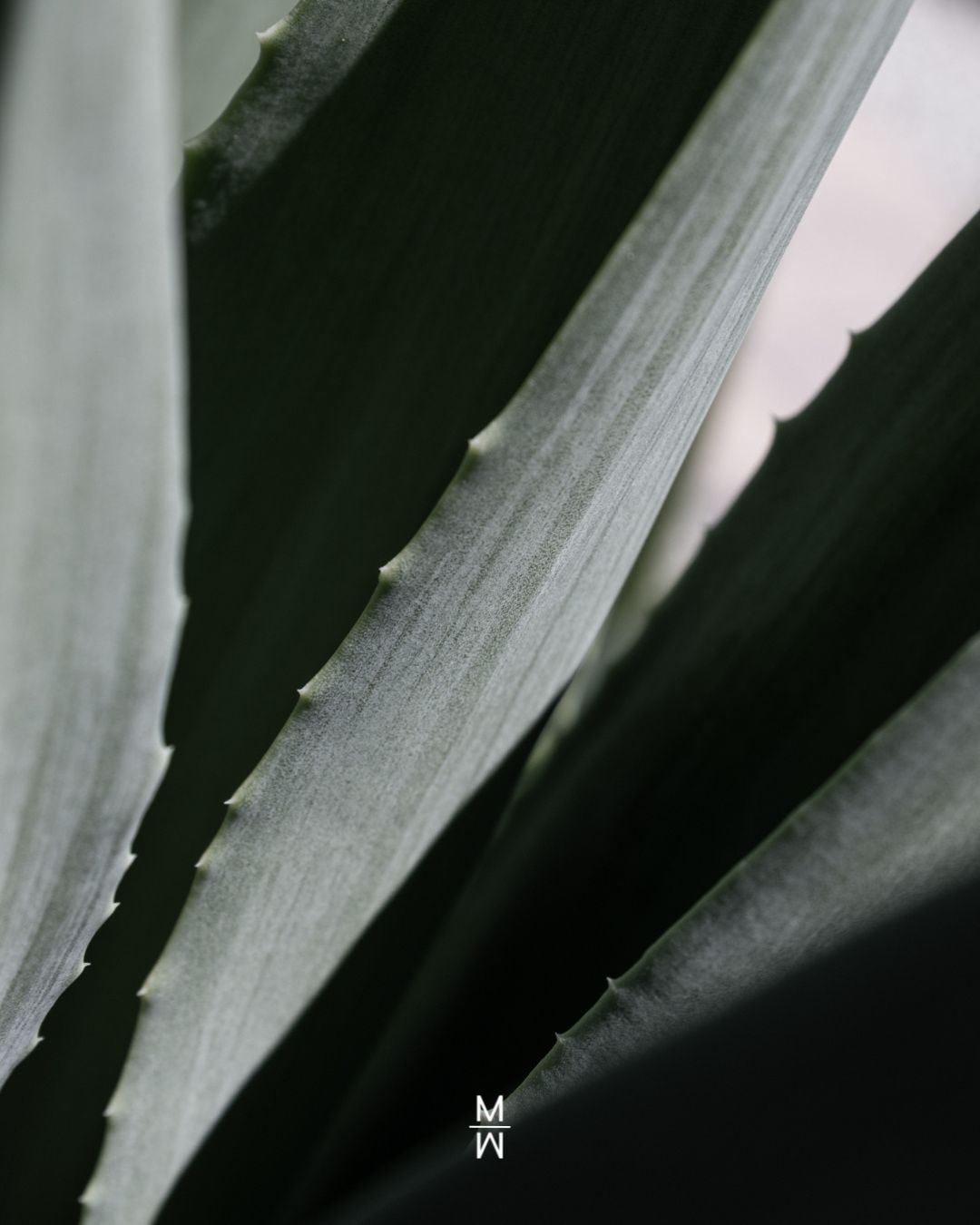 What are the different types of Tequila?